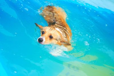 High angle view of dog swimming in pool