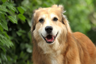 Close-up portrait of a dog