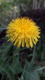 Close-up of yellow flower blooming outdoors