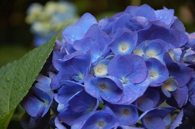 Close-up of blue hydrangea flowers