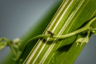 Close-up of insect on leaf