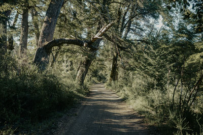 Trees in forest