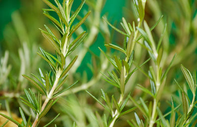 Close-up of plant growing on field