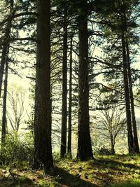 Trees in forest