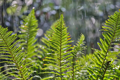 Close-up of green leaves on tree