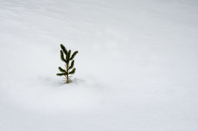 High angle view of plant on snow covered land