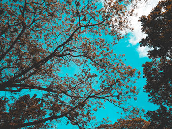 Low angle view of trees against blue sky