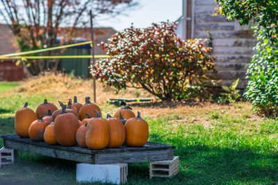 Pumpkins on wooden platform in lawn