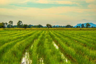 Scenic view of agricultural field against sky