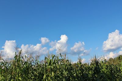 Low angle view of crops growing on field against sky