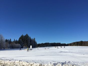 Trees on beach against clear sky during winter