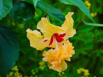 Close-up of yellow flowers