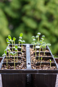 Young aster seedlings growing in a propagation tray. spring gardening background.