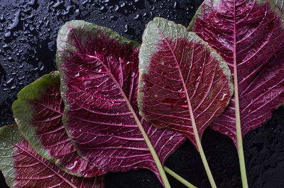 Close-up of wet red vegetable leaves on the wet floor