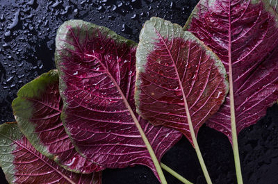 Close-up of wet red leaves on plant during autumn