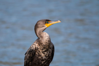 Close-up of bird in water