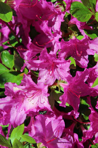 Close-up of pink flowers