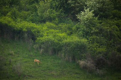 View of an animal on land