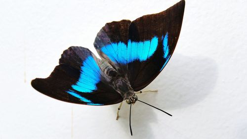 Close-up of butterfly