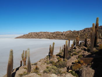 Incahuasi island, salar uyuni, bolivia