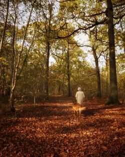 Dog in forest during autumn