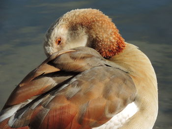 Close-up of duck in lake