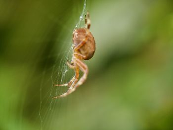 Close-up of spider on web