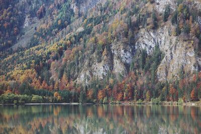 Reflection of trees in lake