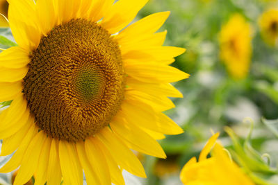 Beautiful sunflower plant on a blurred background, the front view