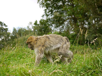 Side view of an animal on field
