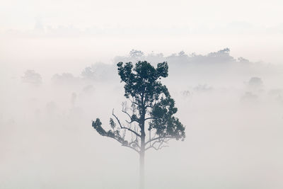 Scenic view of tree in foggy weather