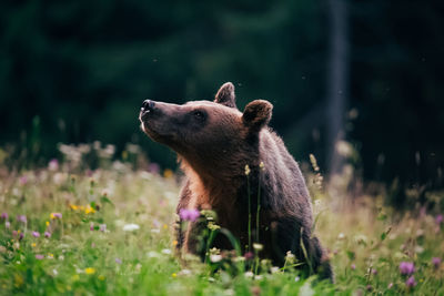 Bear looking away in forest