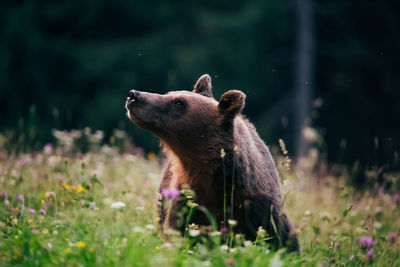 View of an animal on land