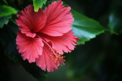 Close-up of red flowering plant