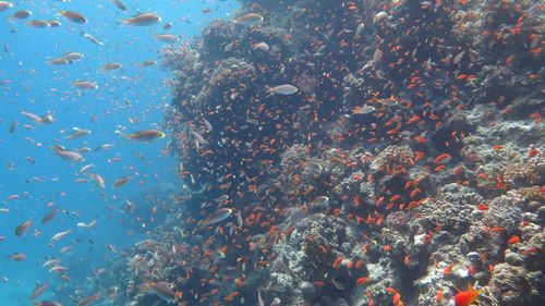 Diving with my camera in redsea - hurghada 