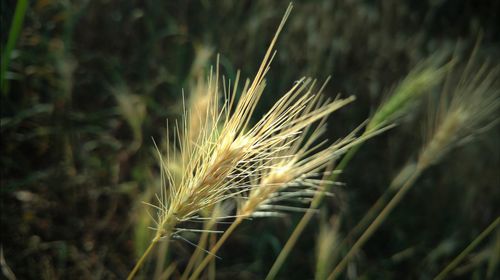 Close-up of wheat growing on field