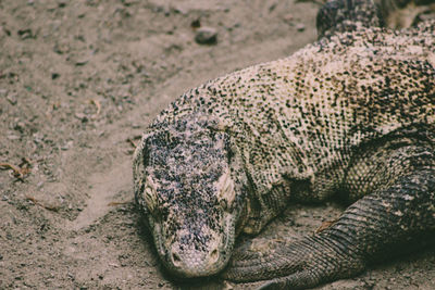 Close-up of a reptile on the ground