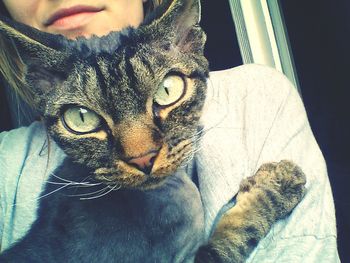 Close-up portrait of a cat