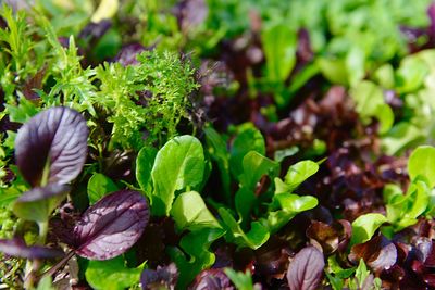 Close-up of fresh green plants