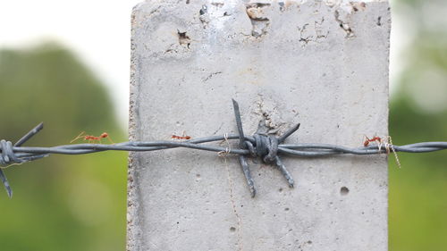 Close-up of lizard on barbed wire