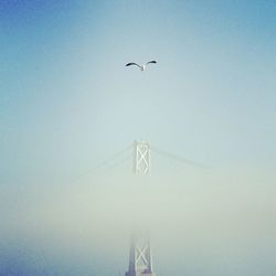 Low angle view of bird flying in blue sky