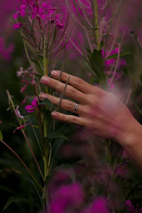 Close-up of hand on pink flowering plant