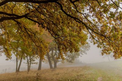 Trees on landscape during autumn