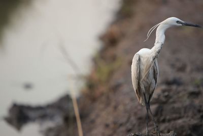 Close-up of a bird