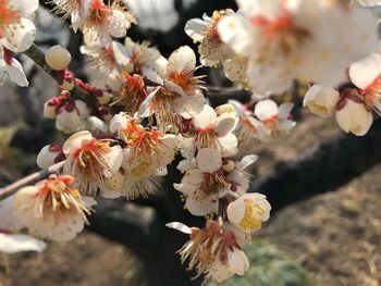 Close-up of white flowers