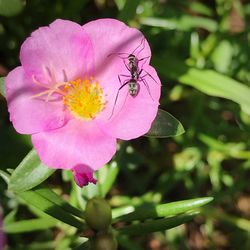 Close-up of insect on pink flower