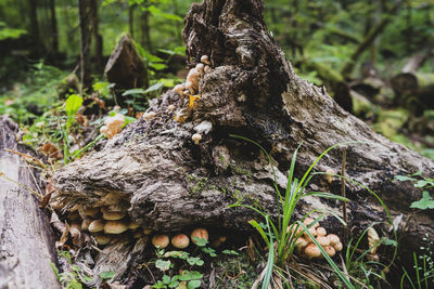 Close-up of mushrooms growing on tree trunk in forest