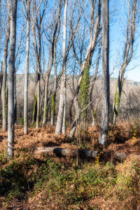 Bare trees in forest