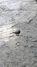 High angle view of bird on beach