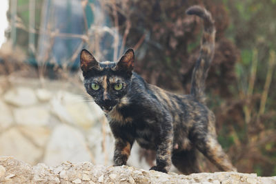 Portrait of cat on rock